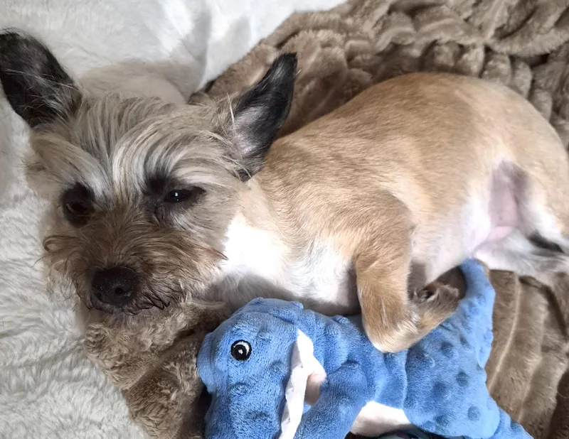 Savannah thumbnail 2