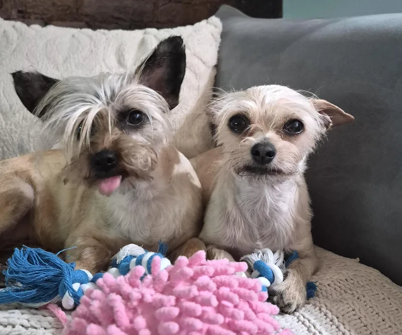 Savannah thumbnail 3