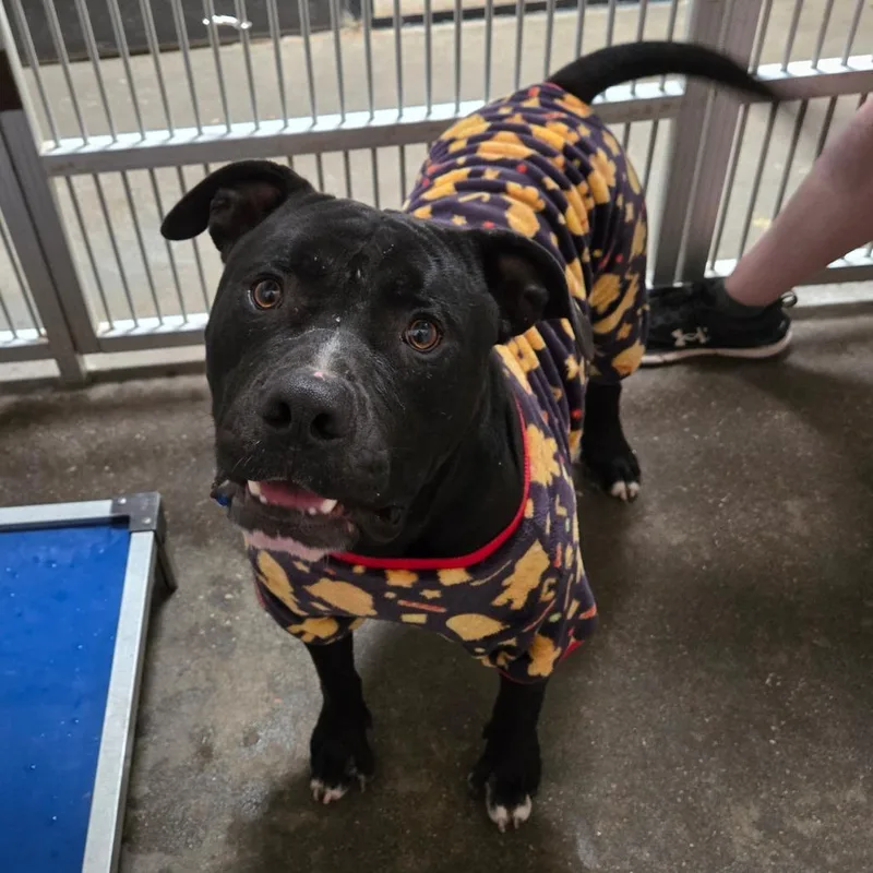 Big Badinky Bones thumbnail 2