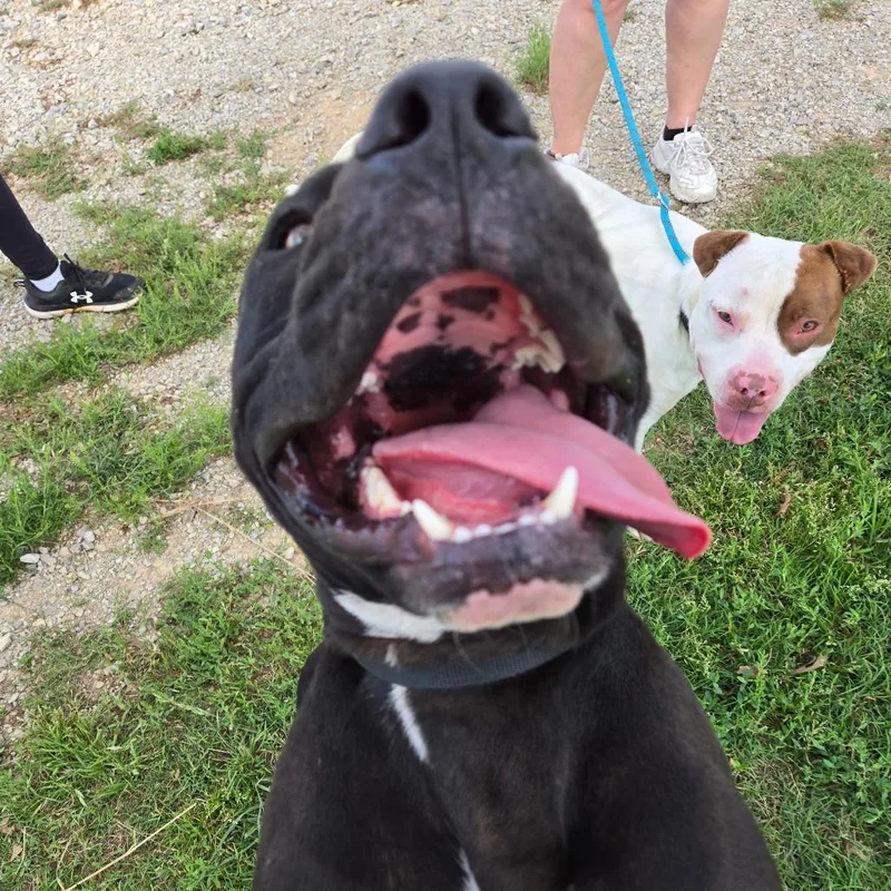 Big Badinky Bones thumbnail 3