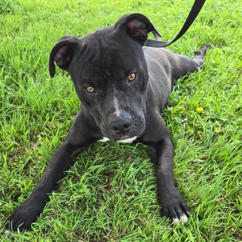 An adult large-sized male Black Pit Bull Terrier dog named Big Badinky Bones for adoption in Graham, TX