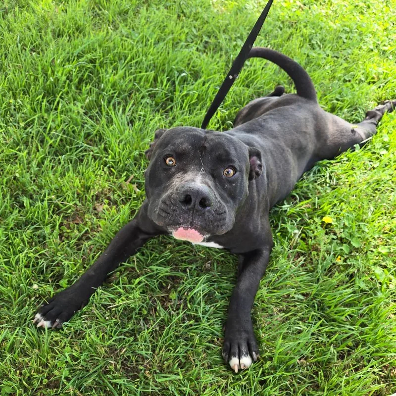 Big Badinky Bones thumbnail 4