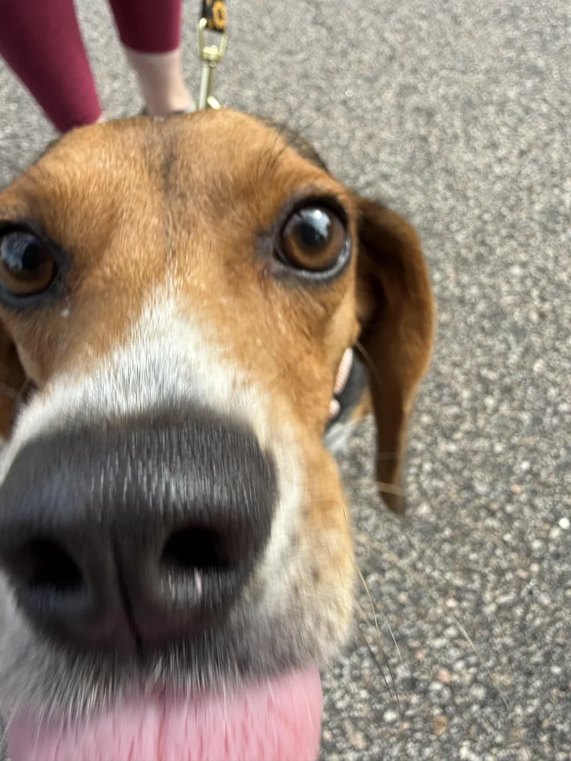 An adult medium-sized female Beagle dog named Dorothy for adoption in Hillsborough, NC