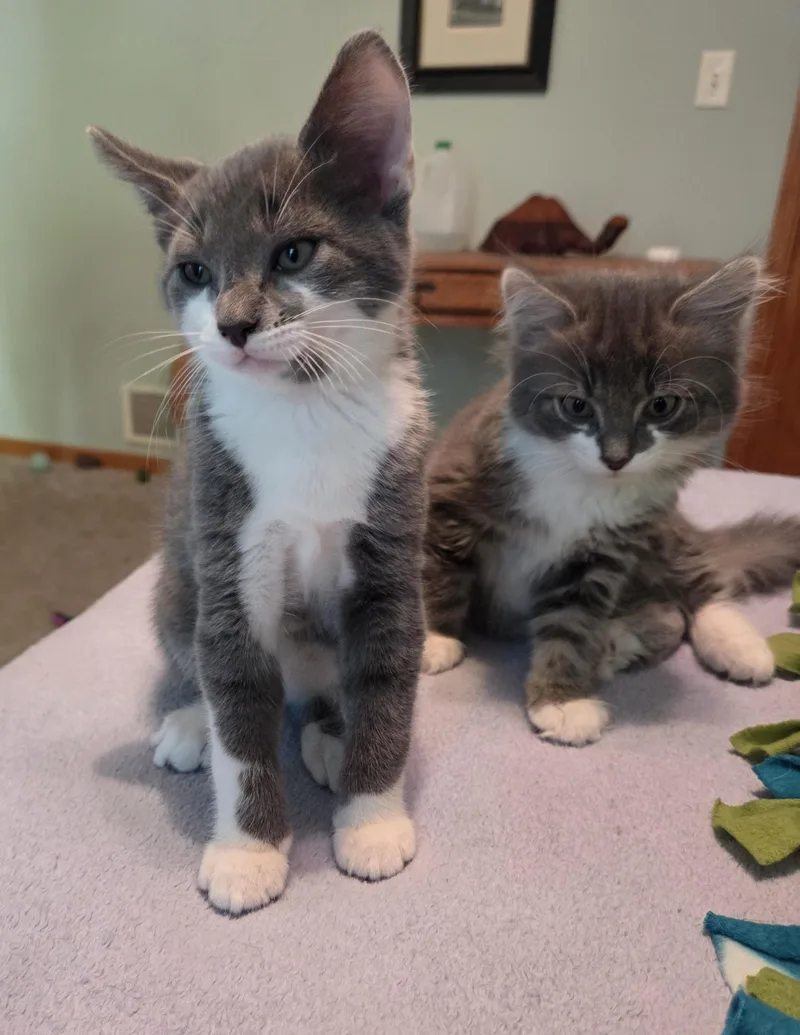 A baby medium-sized male Domestic Medium Hair cat named Duster for adoption in River Falls, WI