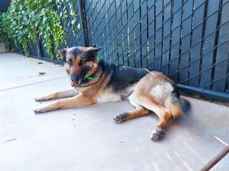 An adult large-sized female German Shepherd Dog dog named Sheepish for adoption in Elk Grove, CA