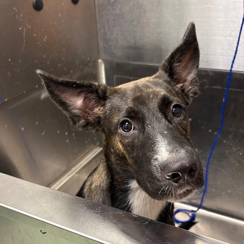 A young large-sized female Brindle Mixed Breed dog named Abby for adoption in Calverton, NY