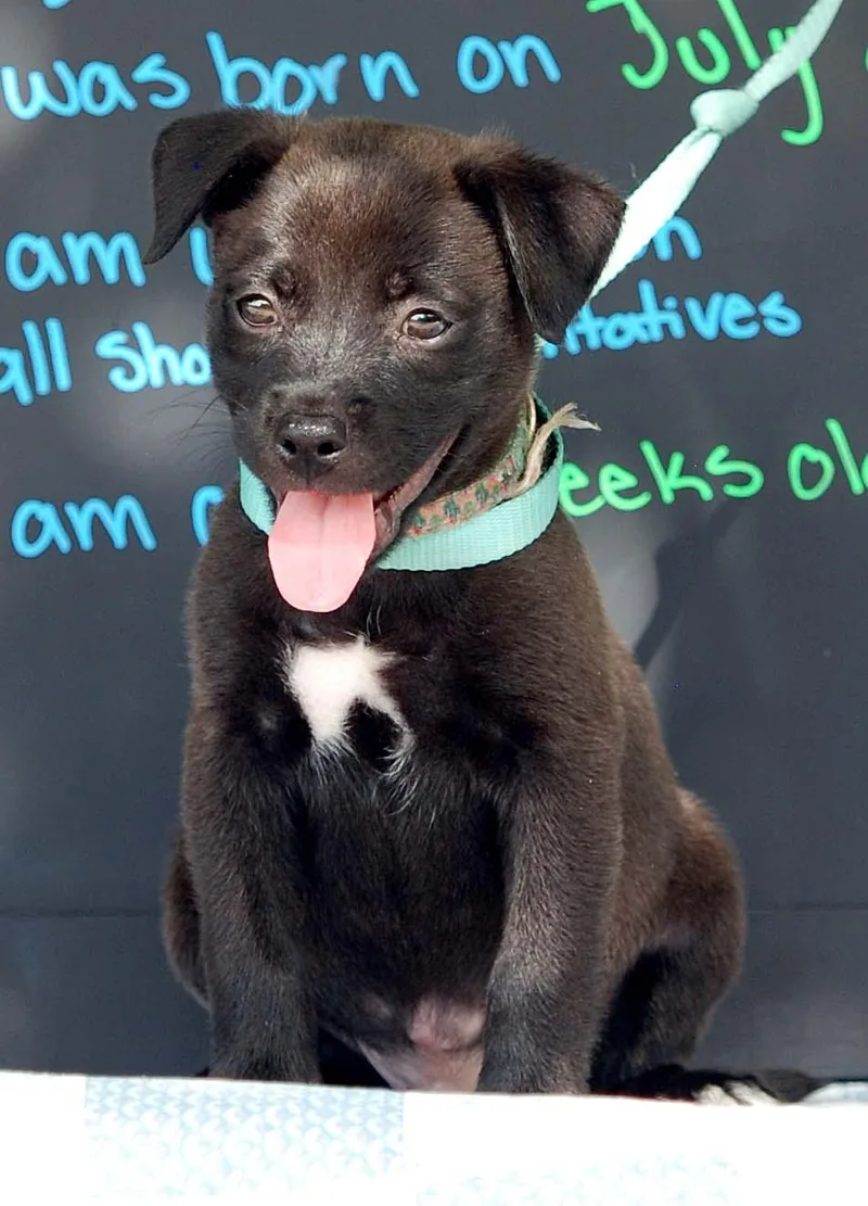 A baby medium-sized male Pit Bull Terrier dog named Bulbasaur for adoption in Madisonville, TX