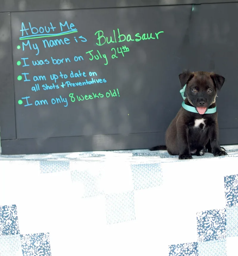Bulbasaur thumbnail 2