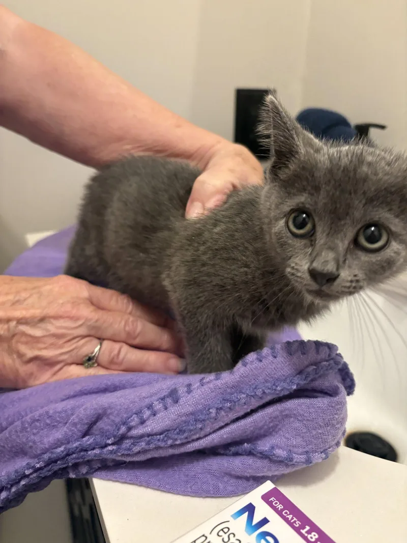 A baby medium-sized female Gray / Blue / Silver Domestic Short Hair cat named Liberty for adoption in Yardley, PA
