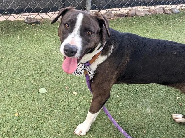 A young large-sized female Pit Bull Terrier dog named Sable for adoption in Mesa, AZ