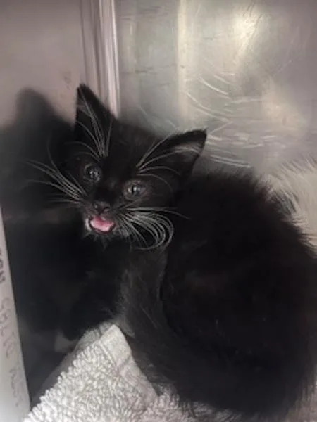 A baby small-sized male Domestic Short Hair cat named Newton for adoption in Santa Rosa, CA