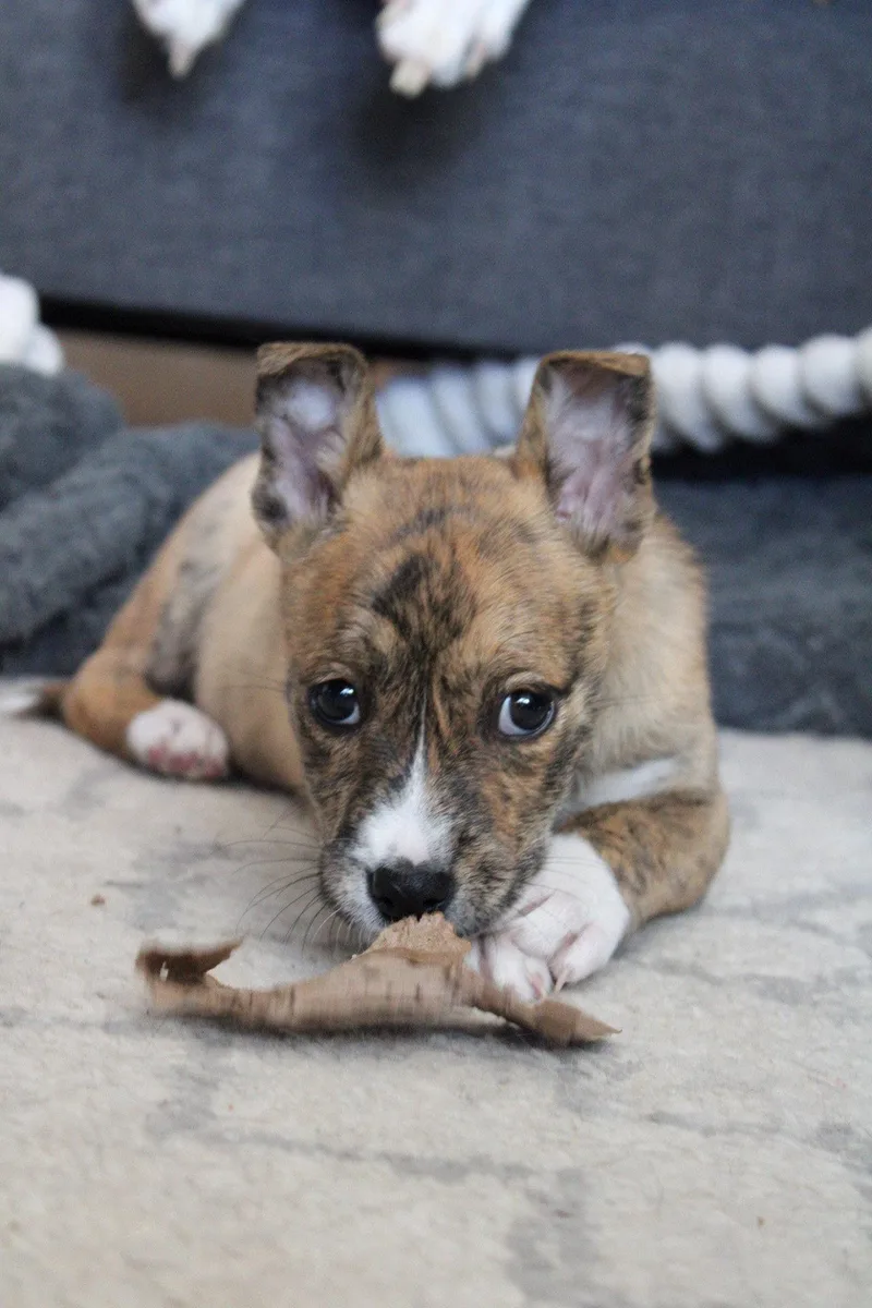 Olive Garden thumbnail 2