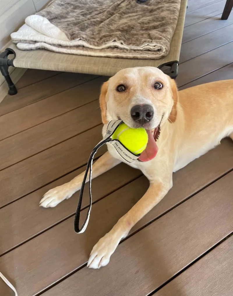 An adult medium-sized female Mixed Breed dog named Mabel for adoption in Omaha, NE