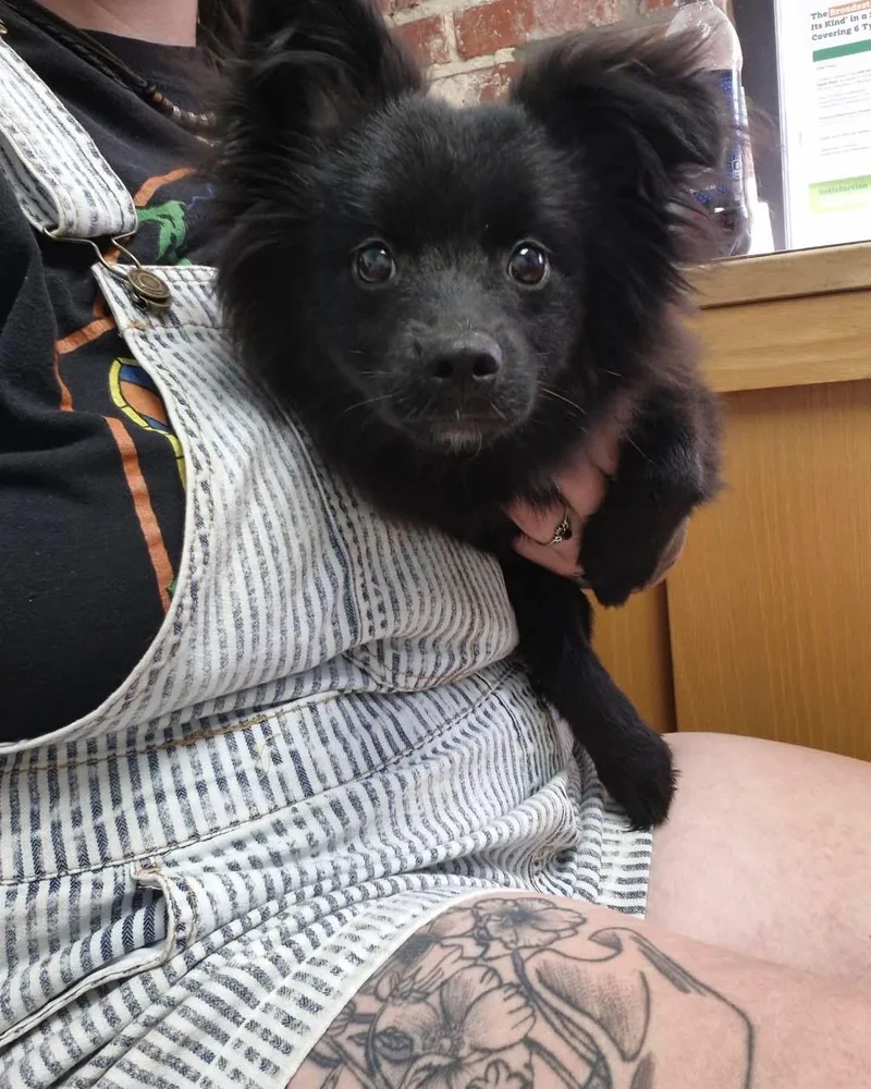 A baby small-sized male Pomeranian dog named Neville for adoption in Richmond, KY