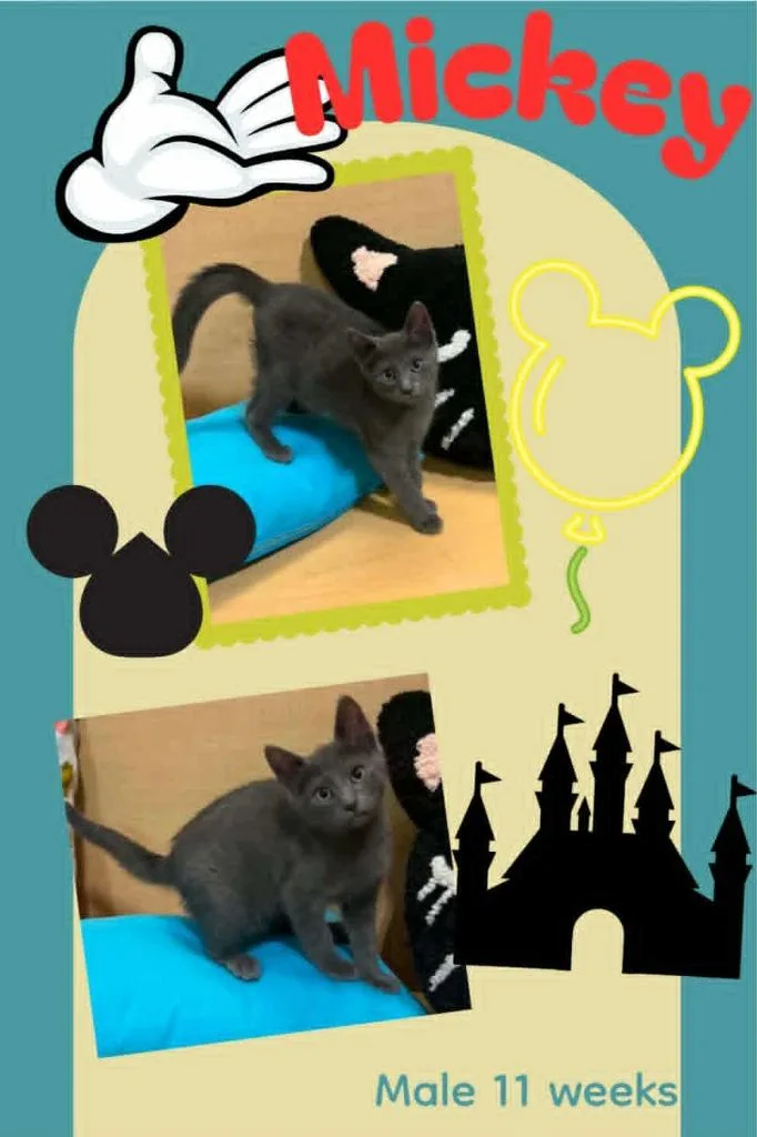 A baby small-sized male Domestic Short Hair cat named Mickey for adoption in Blountville, TN