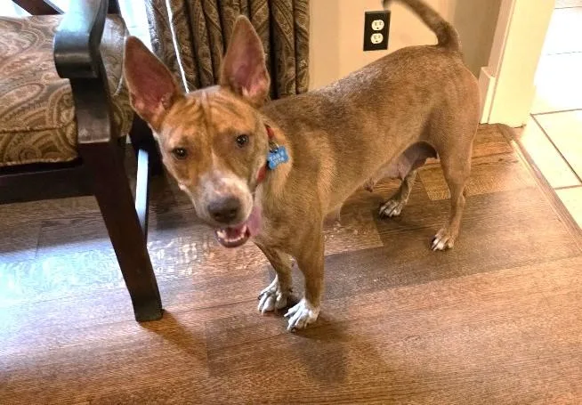 A young medium-sized female Red / Chestnut / Orange Mixed Breed dog named Maya for adoption in Rossville, TN