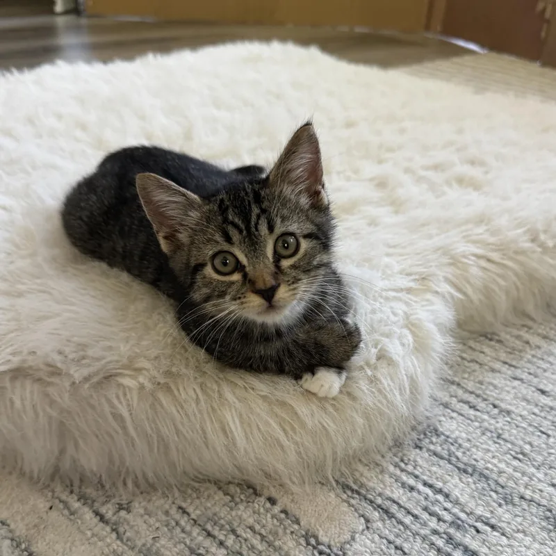 A baby medium-sized female Tabby (Brown / Chocolate) Domestic Short Hair cat named Aspen for adoption in Renton , WA