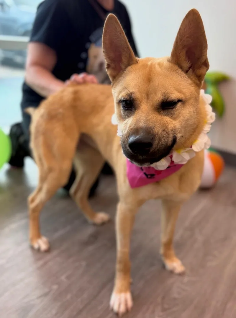 A young medium-sized female Golden Carolina Dog dog named Sunny Delight for adoption in Houston, TX