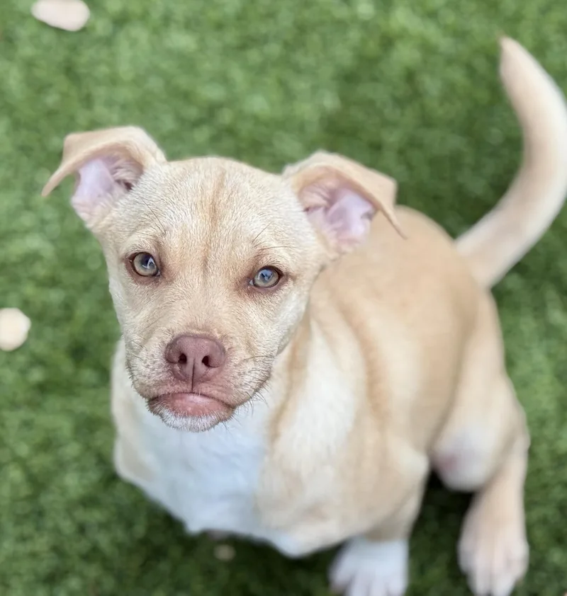 Queso  My Mom thumbnail 3