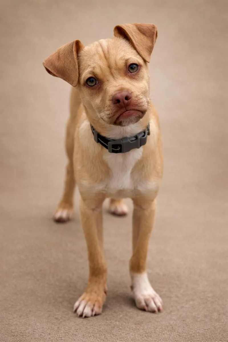 Queso  My Mom thumbnail 4