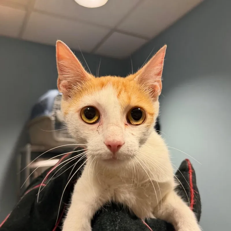 An adult medium-sized female Orange / Red Domestic Medium Hair cat named Piper for adoption in Chattanooga, TN