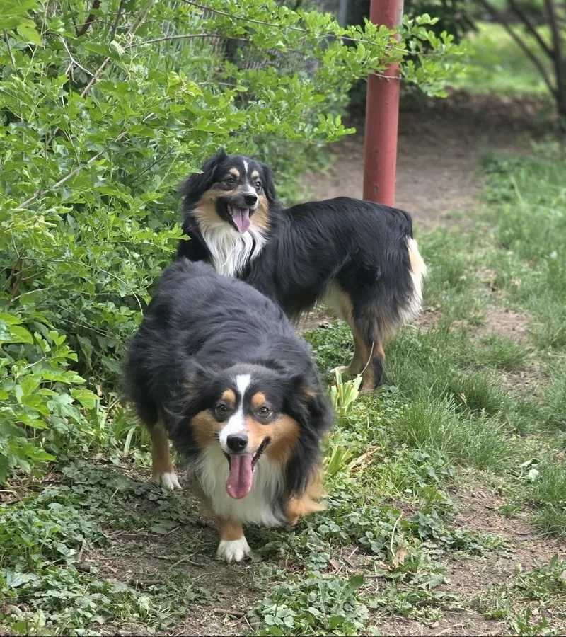An adult medium-sized male Tricolor (Brown, Black, & White) Australian Shepherd dog named Calvin for adoption in Lincoln, NE
