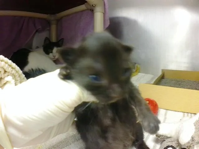A baby small-sized female Domestic Short Hair cat named Potato Salad for adoption in Omaha, NE
