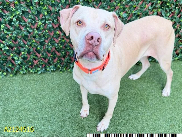 An adult large-sized male Mixed Breed dog named Ranger for adoption in West Palm Beach, FL