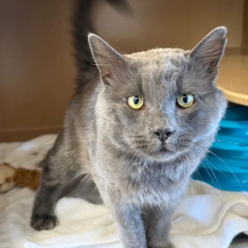 An adult large-sized male Gray / Blue / Silver Domestic Long Hair cat named Smokey Butler campus! for adoption in Flagstaff, AZ
