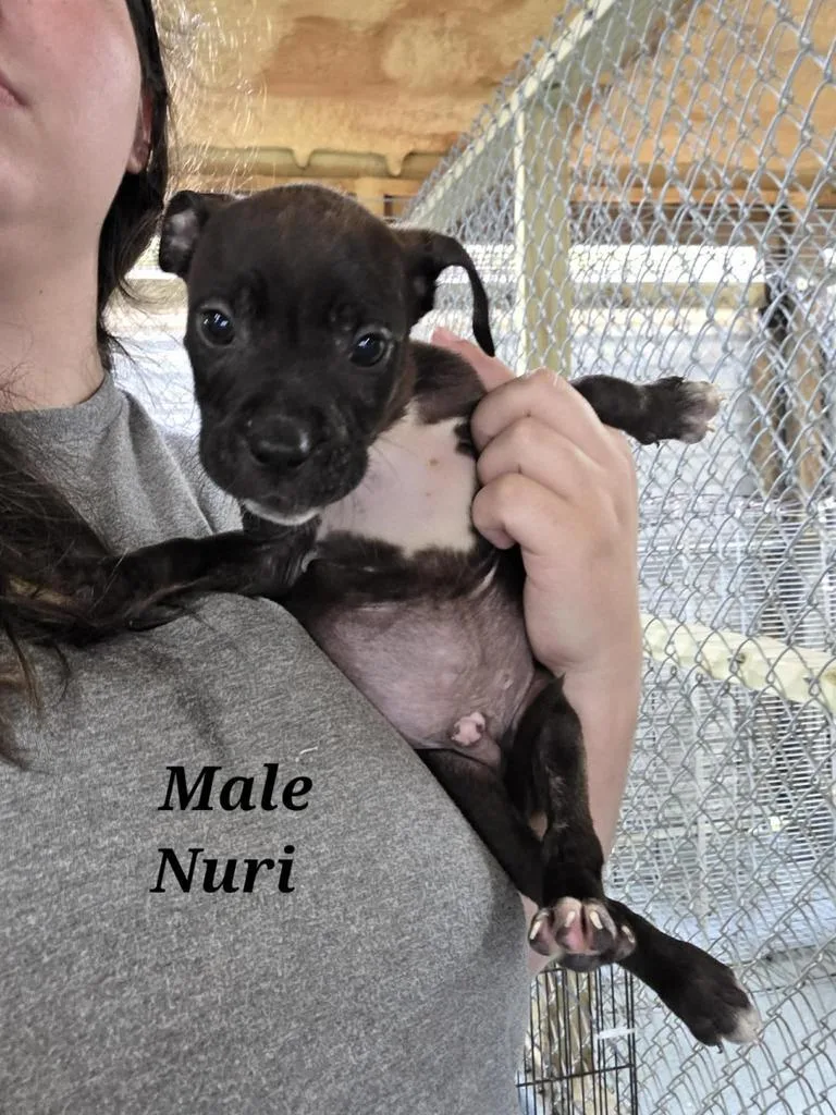 A baby medium-sized male Pit Bull Terrier dog named Nuri for adoption in Livingston, LA