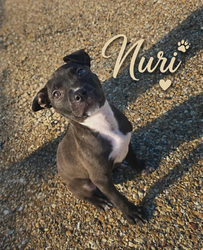 Nuri thumbnail 2