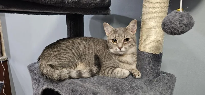 Cardamom thumbnail 2