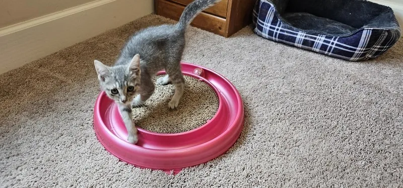 Cardamom thumbnail 3