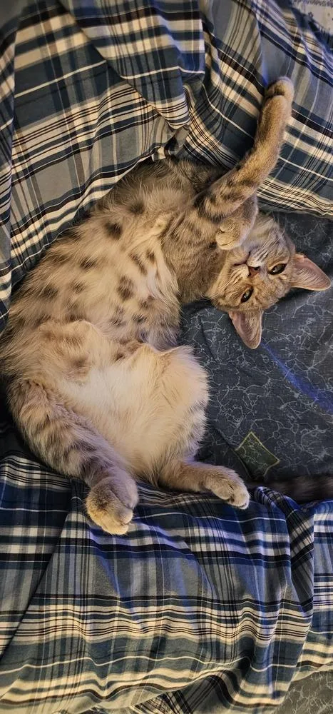 Cardamom thumbnail 4