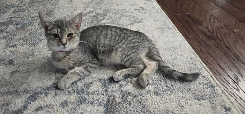 Cardamom thumbnail 5