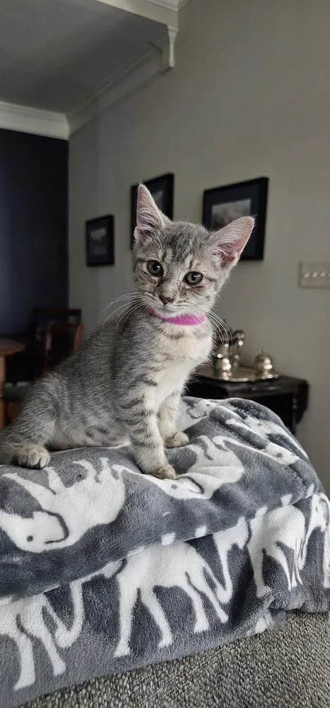 Cardamom thumbnail 6