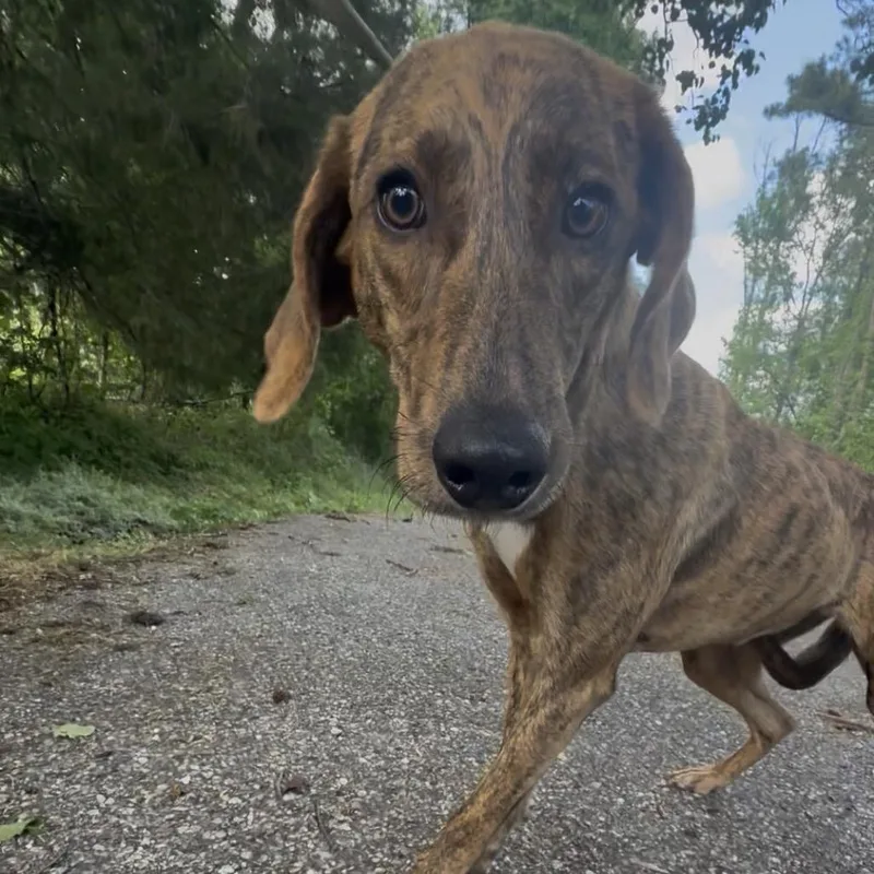 A young medium-sized female Brindle Plott Hound dog named Rissoto for adoption in Monroeville, AL