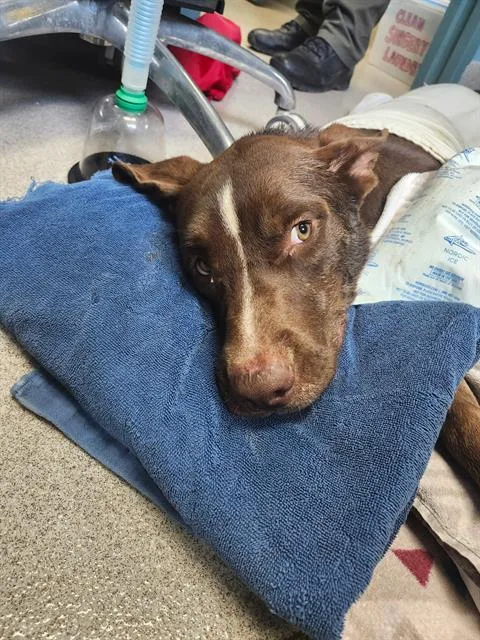 A young large-sized male Mixed Breed dog named Boy for adoption in Newton, NC
