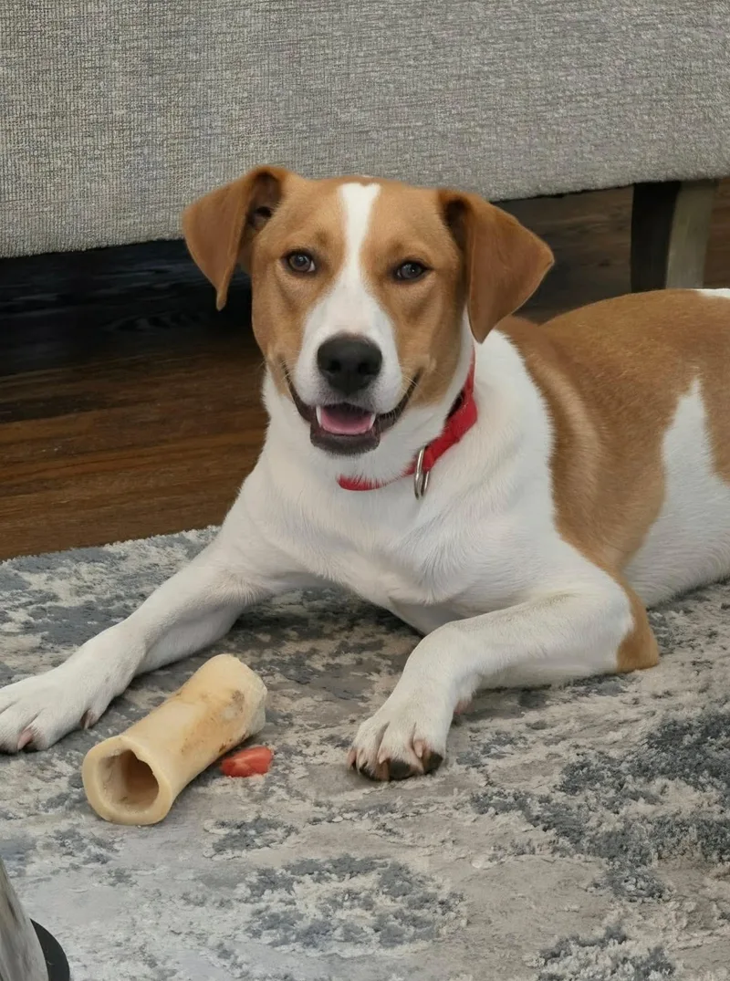 A baby medium-sized male Hound dog named Michael for adoption in Highland, NY