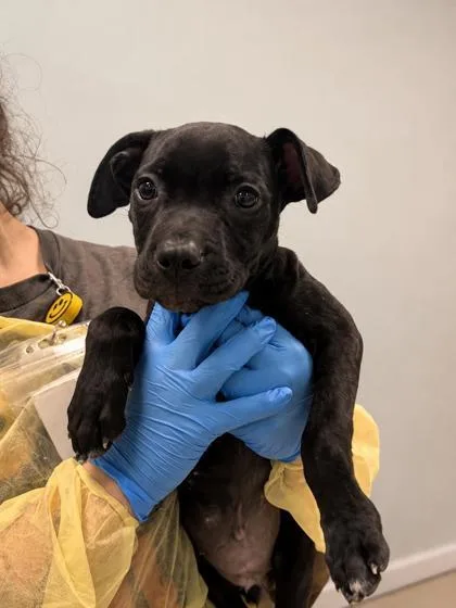 A young medium-sized female Terrier dog named Emmeline for adoption in Gulfport, MS