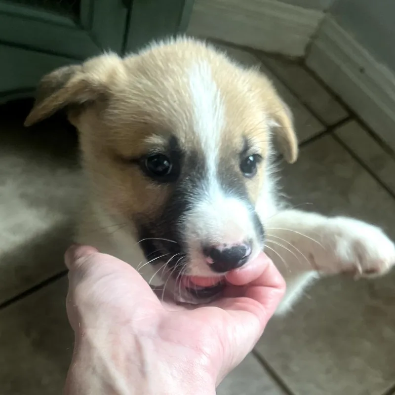 A baby large-sized female Yellow / Tan / Blond / Fawn Mixed Breed dog named Bessy for adoption in Leander, TX