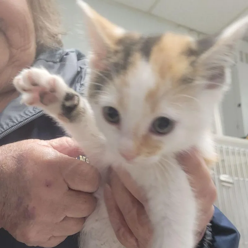 A baby small-sized female Calico Domestic Short Hair cat named Divinec for adoption in East Saint Louis, IL