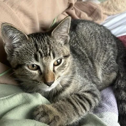 A baby medium-sized male Tabby (Gray / Blue / Silver) Domestic Short Hair cat named Nono for adoption in Midlothian, VA