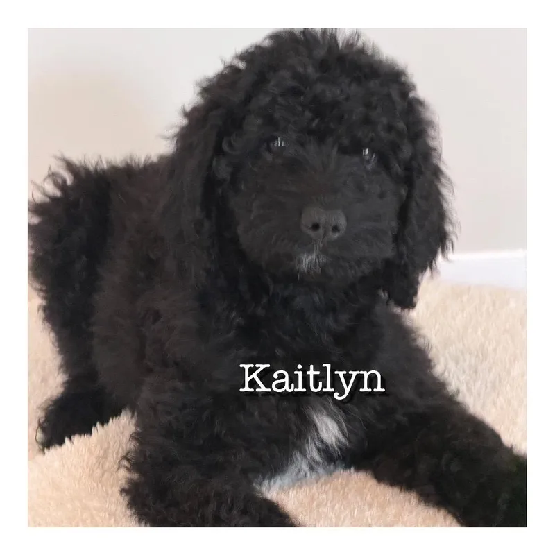 A baby small-sized female Black Golden Retriever dog named Kaitlyn for adoption in Duck River, TN