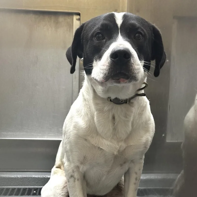 An adult medium-sized male Black Mixed Breed dog named Jimmy John for adoption in Memphis, TN