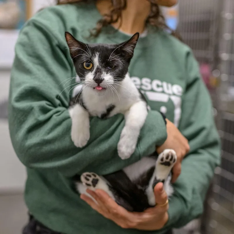 A young medium-sized male Domestic Short Hair cat named Oscar The Grouch for adoption in Hamilton, NJ