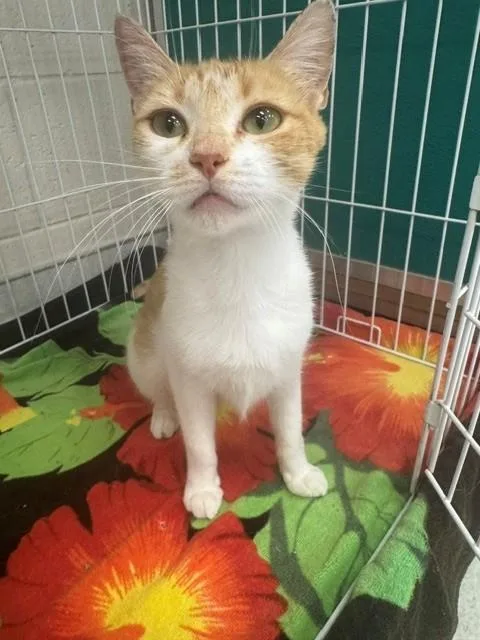 A young medium-sized female Domestic Short Hair cat named Lulu for adoption in Naples, FL