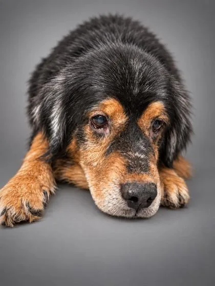 A senior medium-sized male Beagle dog named Derek for adoption in Bowling Green, KY