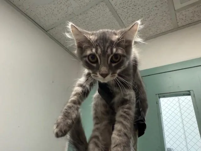 A baby small-sized male Domestic Medium Hair cat named Olaf for adoption in Antioch, CA