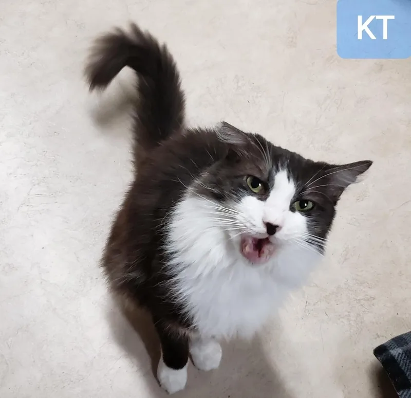 An adult medium-sized male Black & White / Tuxedo Domestic Medium Hair cat named Kt for adoption in Sherwood, OR